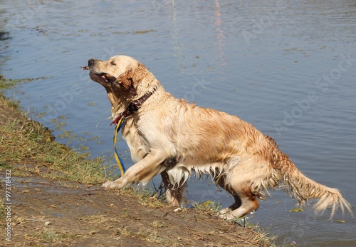 Golden retriever runs out of the water with a stick in his mouth