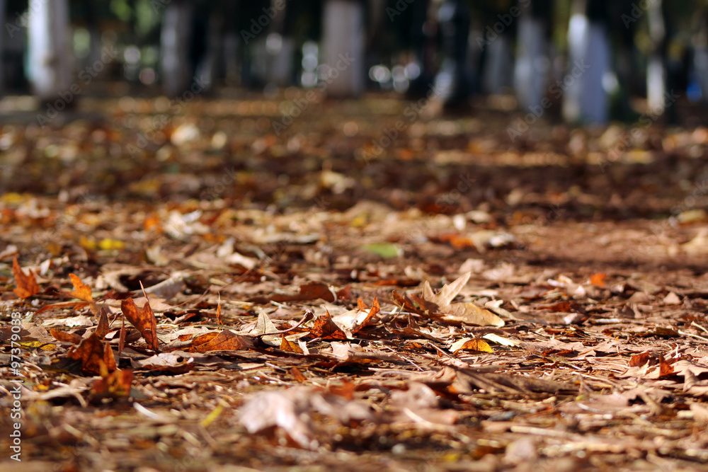 falling autumn leaves road falling autumn leaves road