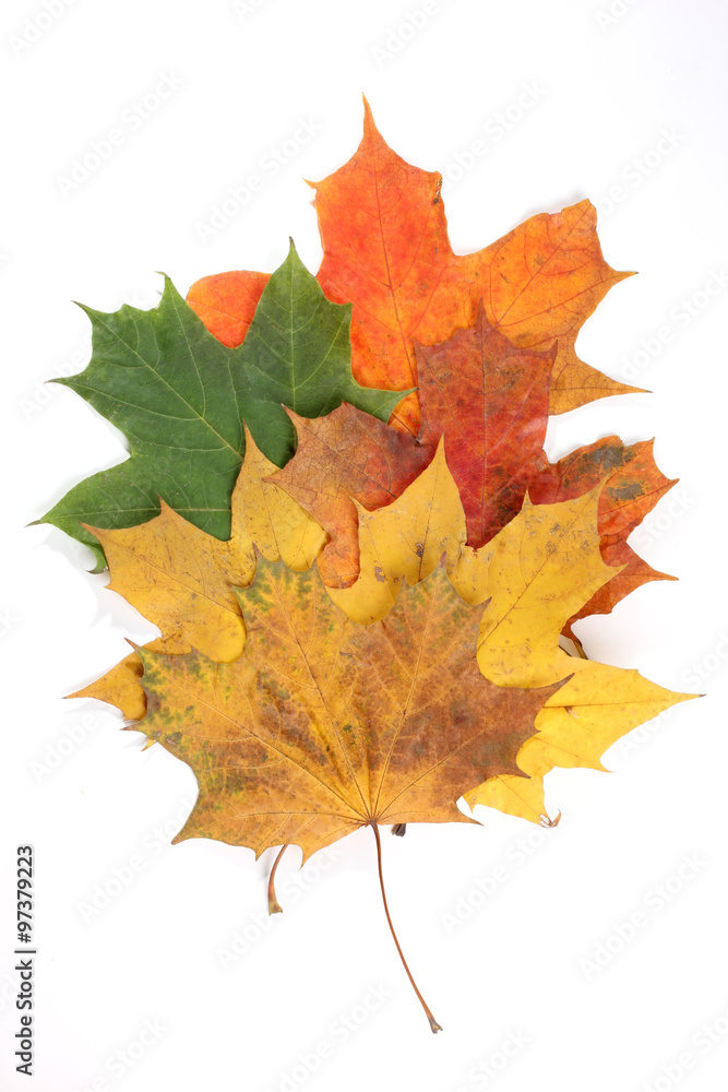 Fototapeta premium Autumn leaf on white background