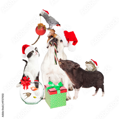 Funny Christmas Pet Compositie photo