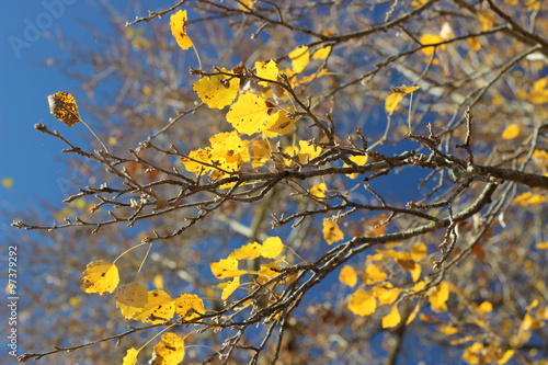 Yellow poplar leaves on the branch