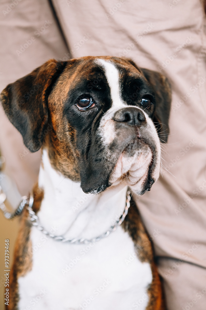 Boxer Dog Sitting near Owner