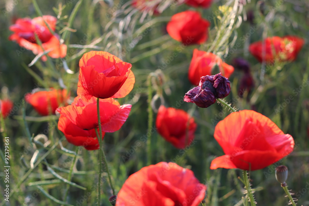 Poppy field Poppy field