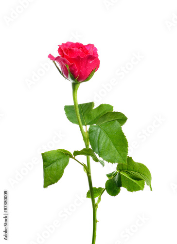 Pink Rose isolated on white background