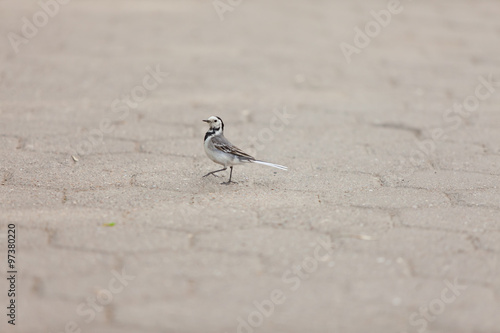 little birdie on asphalt