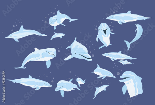 dolphins