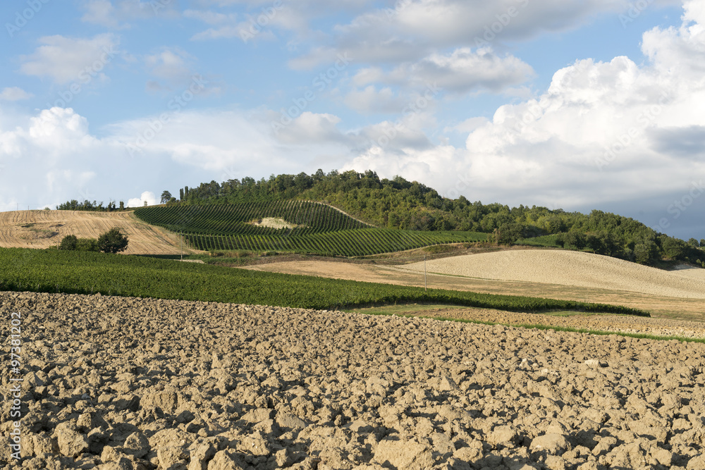 Vineyards in Oltrepo Pavese (Italy) Vineyards in Oltrepo Pavese (Italy)