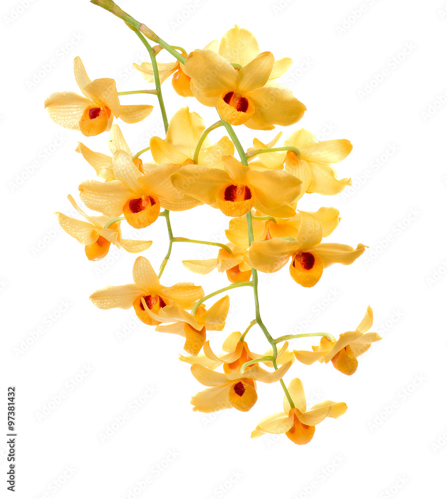 Fototapeta premium Yellow orchid isolate on white background.