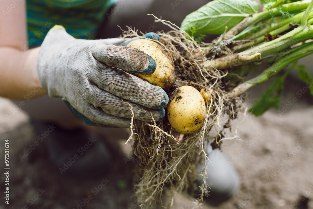 fresh bush unwashed organic potatoes from the soil