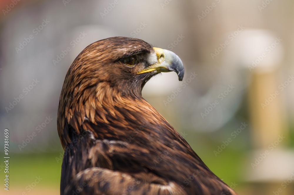 Golden Eagle angle profile view Golden Eagle angle profile view