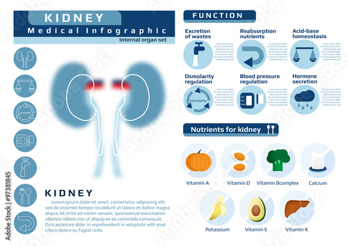 medical infographic of kidney's function and nutrients that benefit for