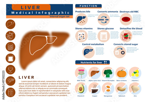 medical infographic of liver's function and nutrients that benefit for