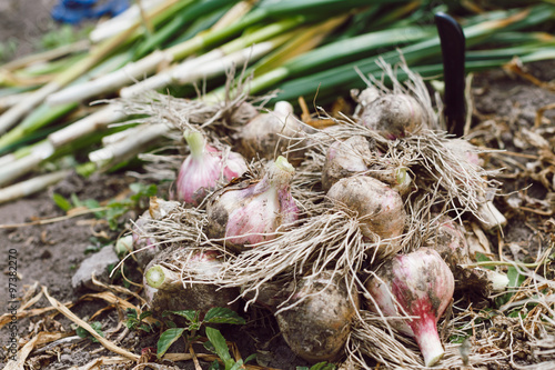 Fresh bulbs of garlic from the recent harvest are lying on the ground