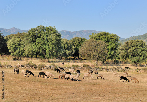 troupeau de moutons dans prairie en Balagne - Corse