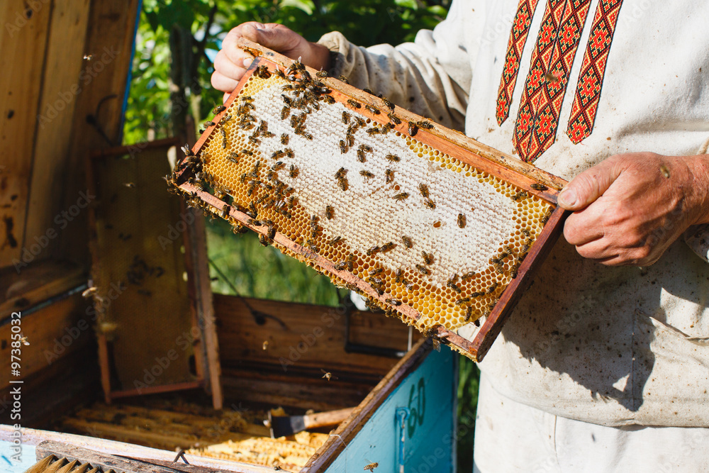 Beekeeper holding frame of honeycomb with working bees, on the beehive background Beekeeper holding frame of honeycomb with working bees, on the beehive background
