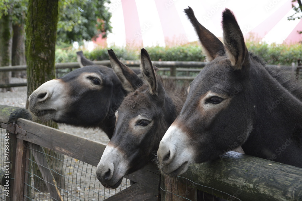 Fototapeta premium tre asini allegri