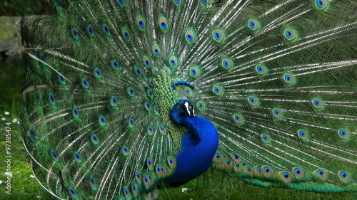 Indian Peafowl (peacock) (pavo cristatus) turning around displaying his feathers. The indian peacock is designated as the national bird of india. 4K UHD