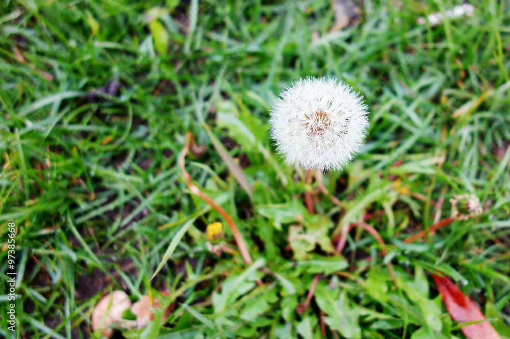 close up of dandelion with frost close up of dandelion with frost
