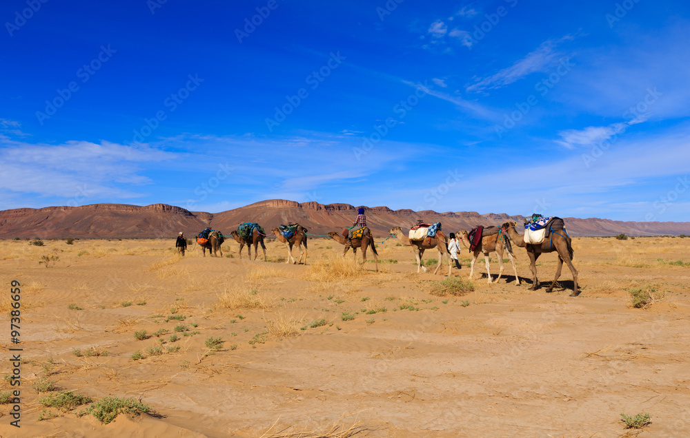 camel caravan going through the desert