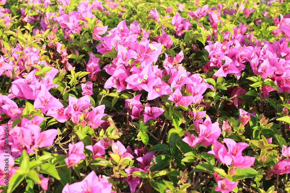  Bougainvillea flower in the garden