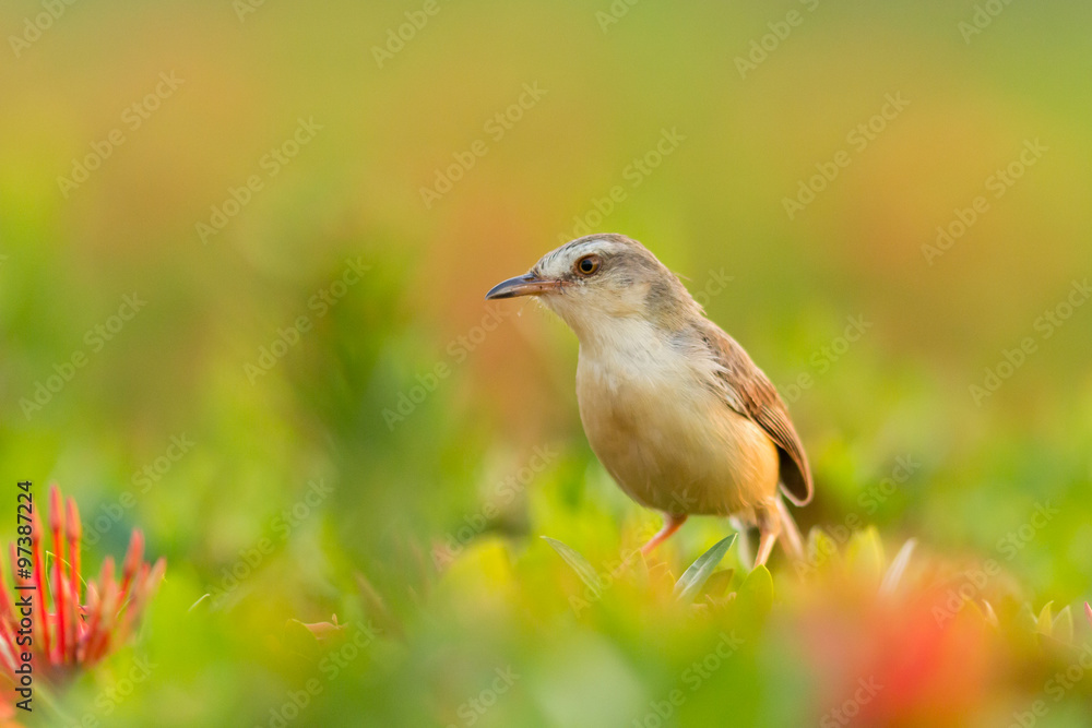 Plain Prinia Plain Prinia