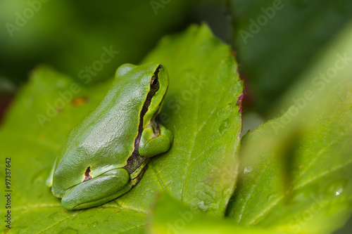 European Treefrog (Hyla arborea) sits in the sun on a branch of