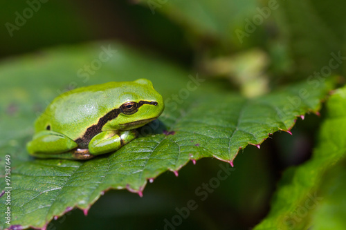 European Treefrog (Hyla arborea) sits in the sun on a branch of