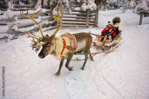 Bild auf Leinwand Winter Reindeer sledge racing in Ruka in Lapland in Finland