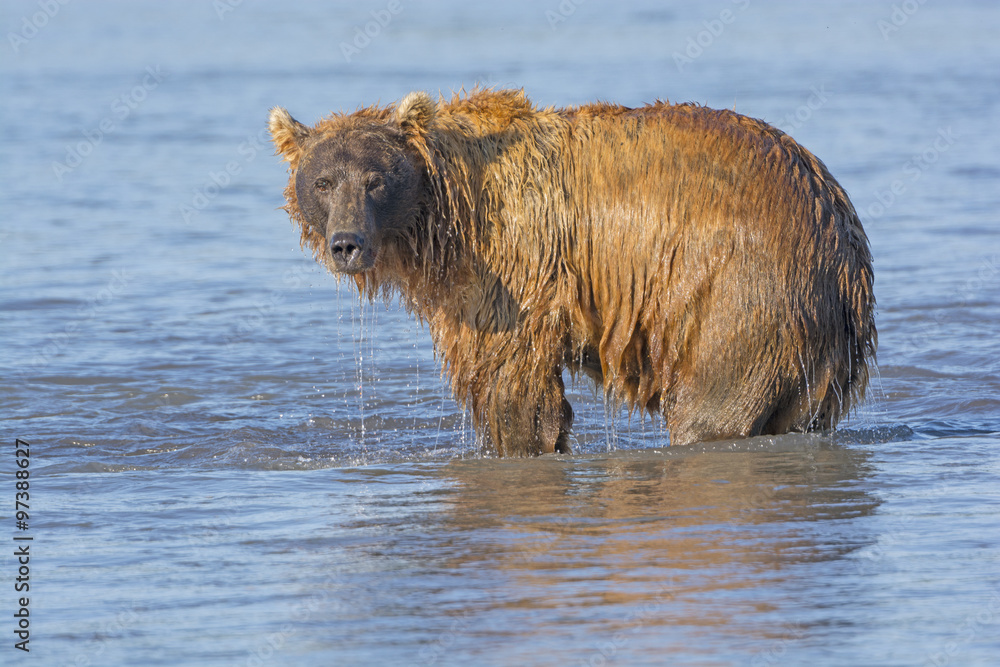 Grizzly Dripping from Fishing in the Water Grizzly Dripping from Fishing in the Water