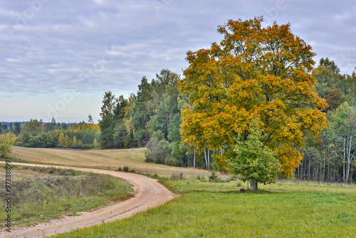 Countryside road in autumn