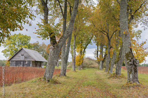 Countryside road among autumnal trees © sergei_fish13