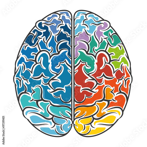 Intelligence of the human brain 