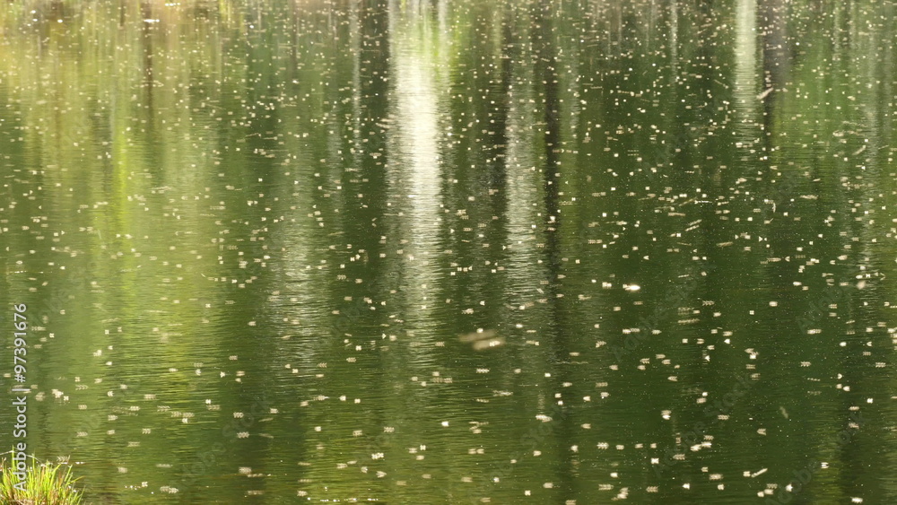 Thousands of mosquitoes fly over water surface 4K UHD Thousands of mosquitoes fly over water surface 4K UHD