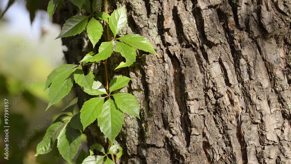 Green Virginia Creeper leaves on a tree trunk under the tepid summer sun