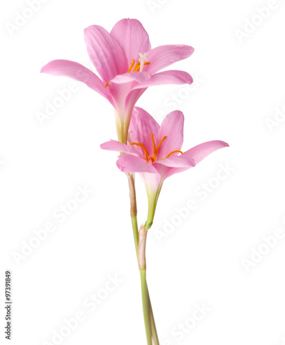 Fototapeta Naklejka Na Ścianę i Meble -  Two pink lilies isolated on a YakoVector. zephyranthes candida. focus on low flower