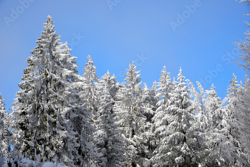 Raureif Winter Wald