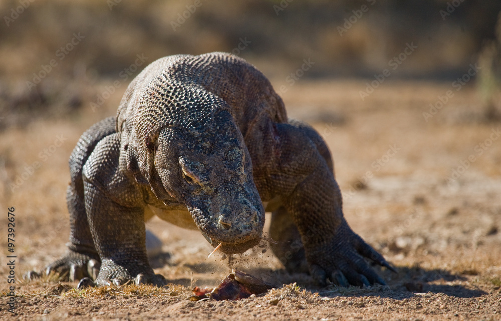 Fototapeta premium Komodo dragon is on the ground. Interesting perspective. The low point shooting. Indonesia. Komodo National Park. An excellent illustration.