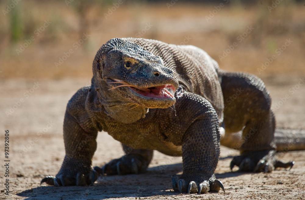 Komodo dragon is on the ground. Interesting perspective. The low point shooting. Indonesia. Komodo National Park. An excellent illustration. Komodo dragon is on the ground. Interesting perspective. The low point shooting. Indonesia. Komodo National Park. An excellent illustration.