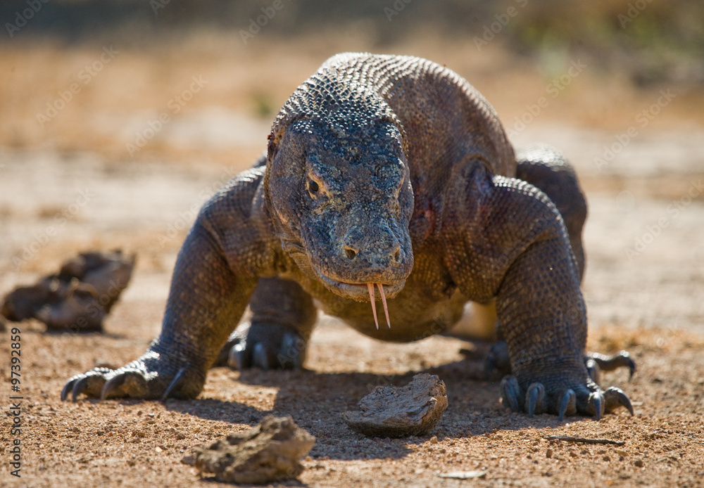 Komodo dragon is on the ground. Interesting perspective. The low point shooting. Indonesia. Komodo National Park. An excellent illustration. Komodo dragon is on the ground. Interesting perspective. The low point shooting. Indonesia. Komodo National Park. An excellent illustration.