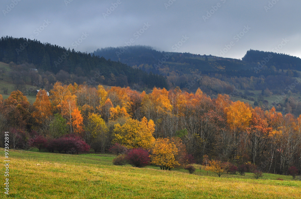 Naklejka premium Forest, nature fall season 
