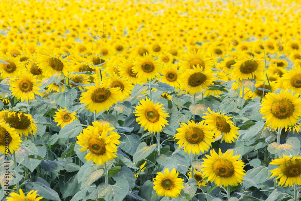 Obraz premium sunflower field over