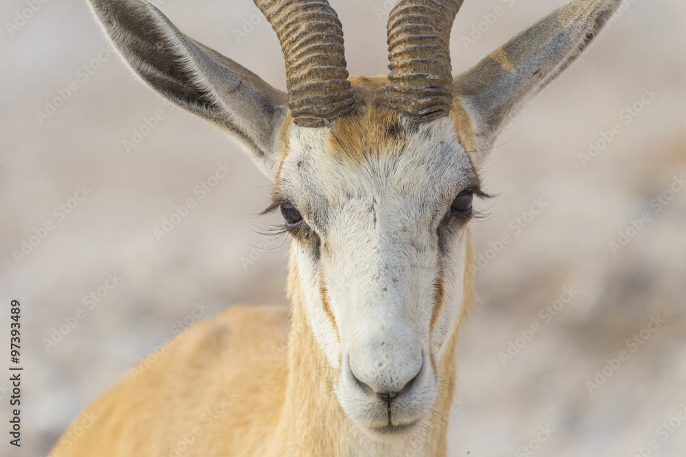 Springbok in Namibia