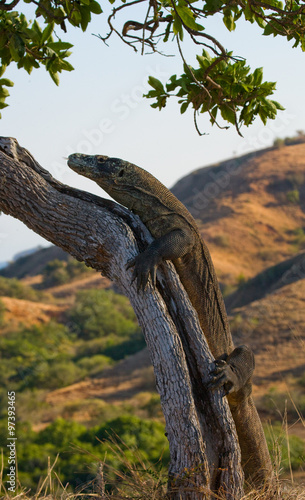Komodo dragon climbed a tree. Very rare picture. Indonesia. Komodo National Park. An excellent illustration.