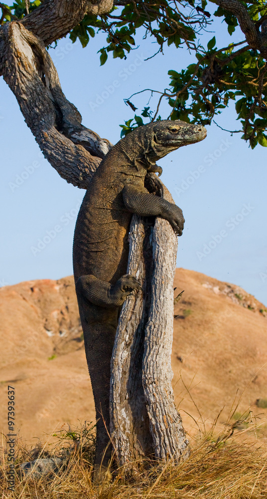 Komodo dragon climbed a tree. Very rare picture. Indonesia. Komodo National Park. An excellent illustration.