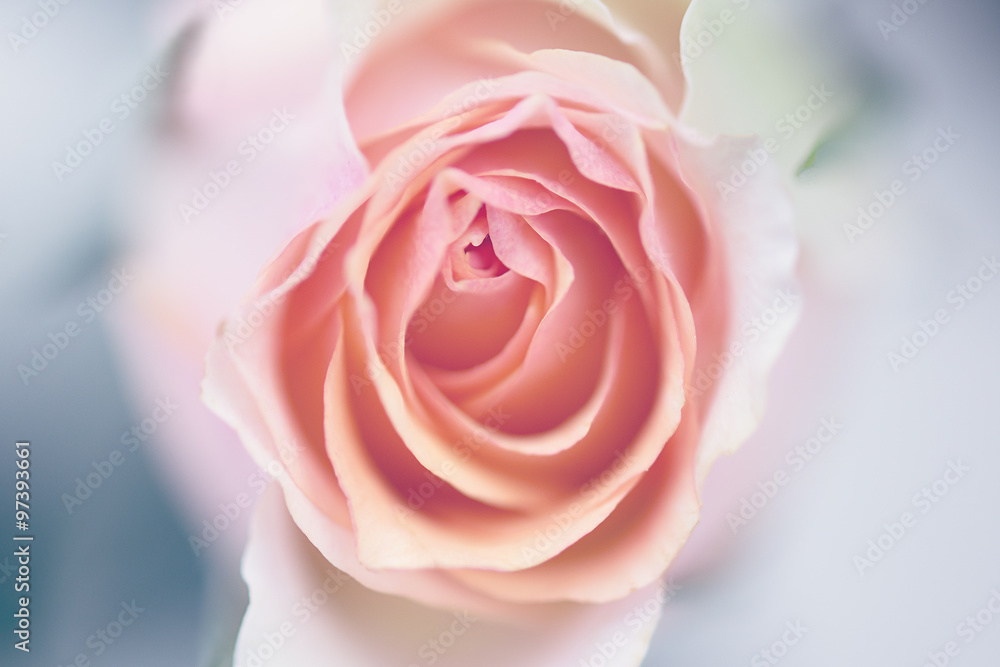 Close up of a peach pink rose