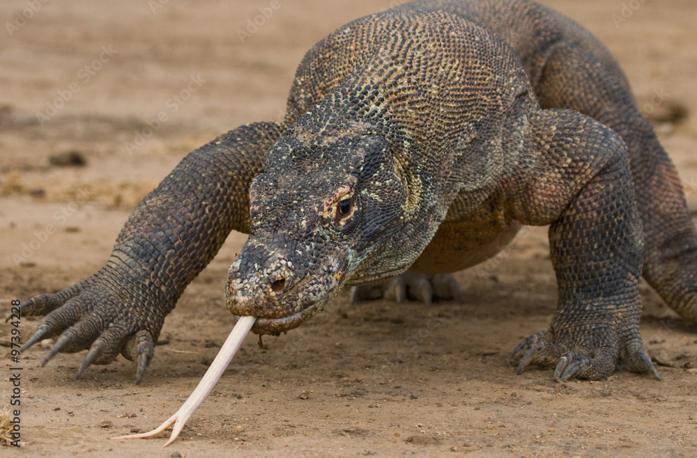 Obraz premium Komodo dragon is on the ground. Interesting perspective. The low point shooting. Indonesia. Komodo National Park. An excellent illustration.