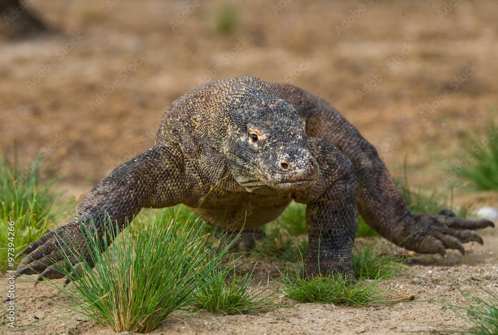 Komodo dragon is on the ground. Interesting perspective. The low point shooting. Indonesia. Komodo National Park. An excellent illustration. Komodo dragon is on the ground. Interesting perspective. The low point shooting. Indonesia. Komodo National Park. An excellent illustration.