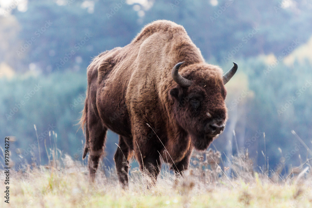 bison bison