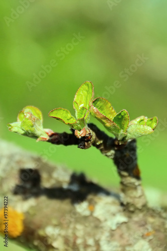 Blooming of small young green leaves on apple tree branch. Beginning of spring