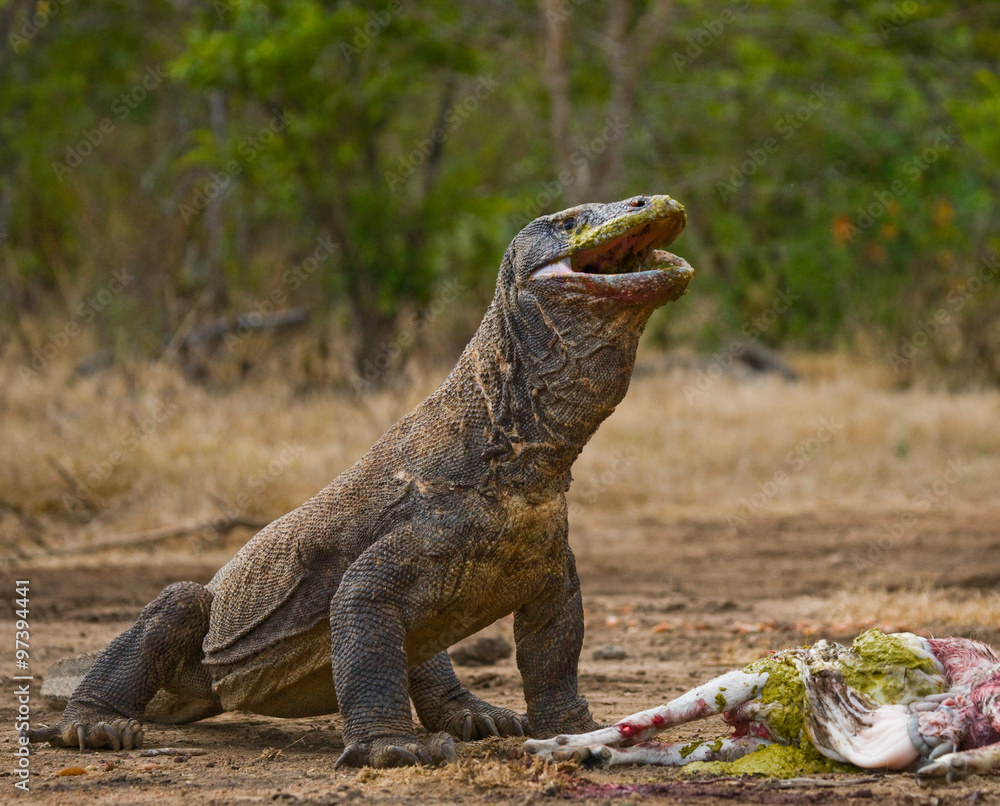 Fototapeta premium Komodo dragons eat their prey. Indonesia. Komodo National Park. An excellent illustration.